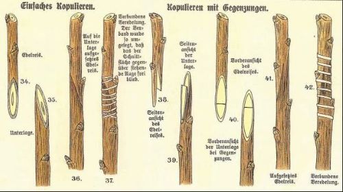 Kopulation